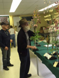 Bryan Bennett carefully staging his collection of six Martagons.