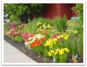 Lily garden at Olds College