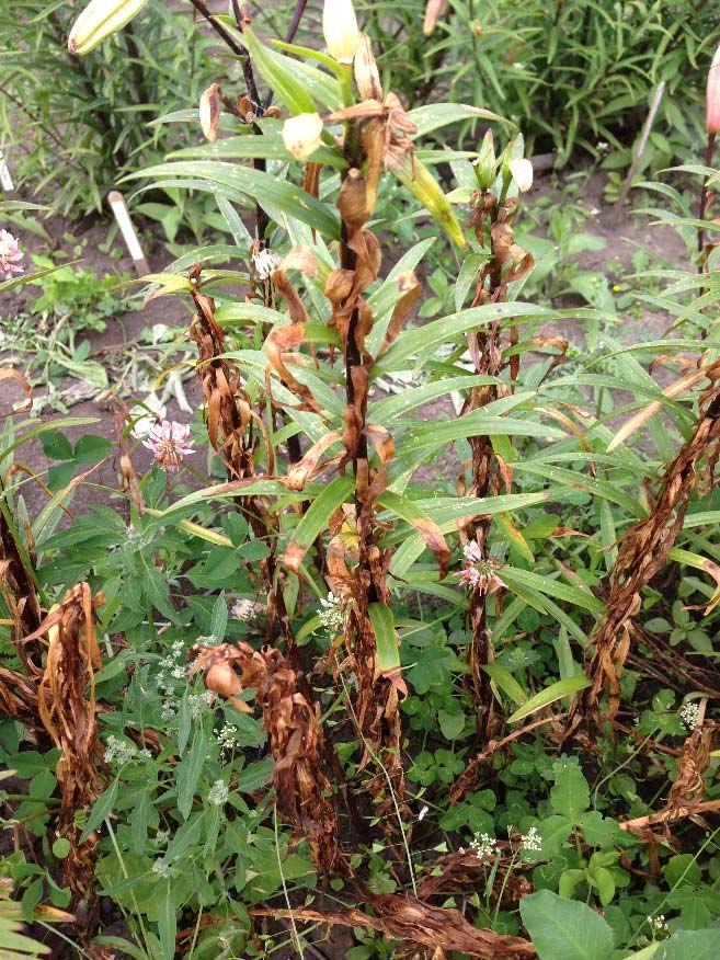 Lily Basics, Part 5 Pests and Diseases of Lilies Alberta Regional