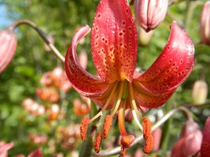 LAST SPRING BULB SALE @ Bountiful Farmer's market | Edmonton | Alberta | Canada