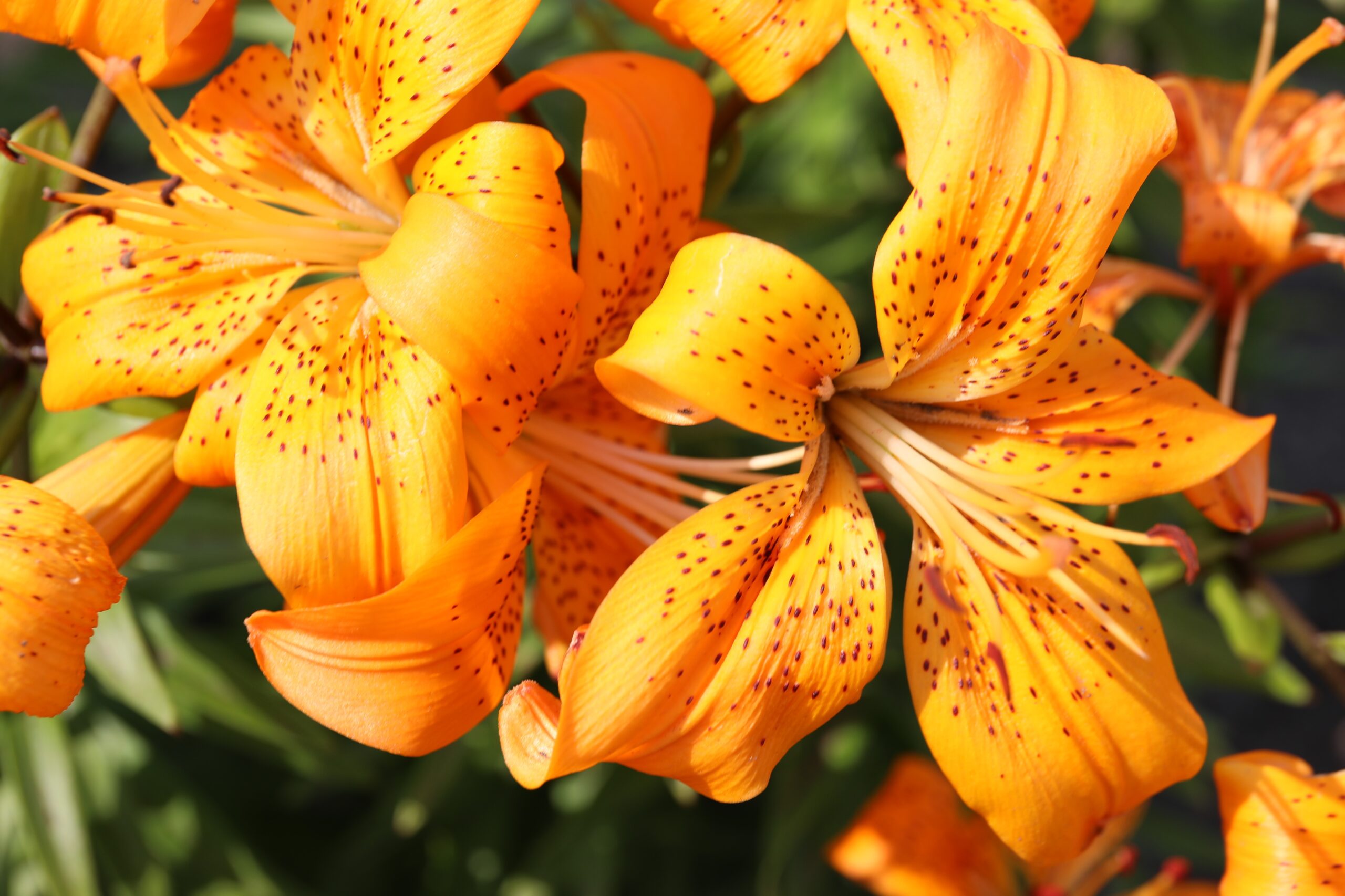 Home - Alberta Regional Lily Society