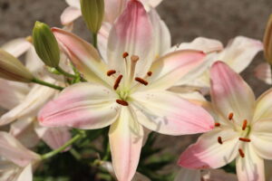 NALS Annual Lily Show @ Chicago Botanical Garden | Chicago | Illinois | United States