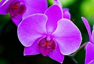 Orchid Fair - Annual Show and Sale @ Enjoy Centre | St. Albert | Alberta | Canada