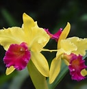 Orchid Fair - Annual Show and Sale @ Enjoy Centre | St. Albert | Alberta | Canada