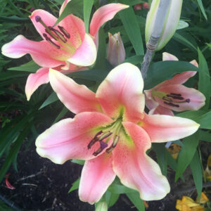 Spring Bulb Sale @ Arch Greenhouses | Edmonton | Alberta | Canada